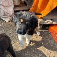 Photo de cosmo - Chien Mâle de race inconnue