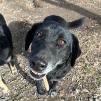 Photo de Frixus - Chien Mâle de race inconnue