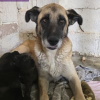 Photo de CÂLINE - Chien Femelle Berger Allemand