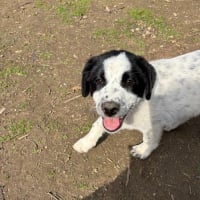 Photo de apollo - Chien Mâle de race inconnue