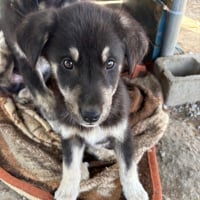 Photo de Nachos - Chien Mâle de race inconnue