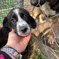 Photo de bear - Chien Mâle de race inconnue