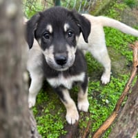 Photo de Rolo - Chien Mâle de race inconnue