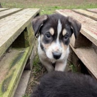 Photo de Rufio - Chien Mâle de race inconnue