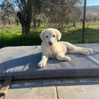 Photo de Bueno - Chien Mâle de race inconnue