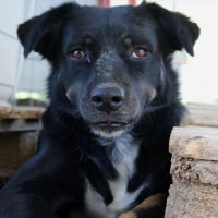 Photo de Tamu - Chien Mâle de race inconnue