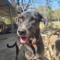 Photo de Ted - Chien Mâle de race inconnue