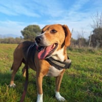 Photo de Yannis - Chien Mâle de race inconnue