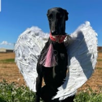 Photo de AZABACHE - Chien Femelle Lévrier Espagnol