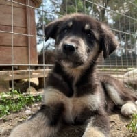 Photo de alvis - Chien Mâle de race inconnue