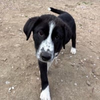 Photo de bear - Chien Mâle de race inconnue