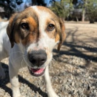 Photo de kubic - Chien Mâle de race inconnue