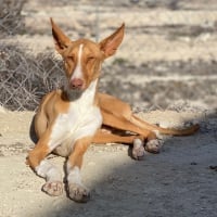 Photo de Jasper - Chien Mâle de race inconnue