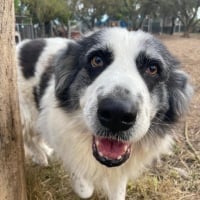 Photo de Merida - Chien Femelle de race inconnue