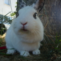 promenade dans l'herbe !