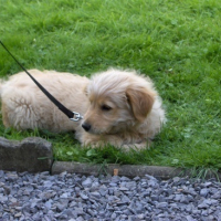 une heure après, j'ai déjà été promenée , pt dodo