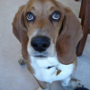 Basset-Hound-Picture