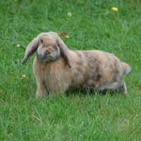 Lapin d'arrêt!