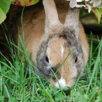 Hmmm l'odeur et le gout de l'herbe fraiche!!