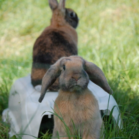 Attention Lapins de gardes!