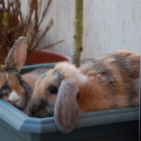 L'été sur le balcon....