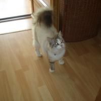 Photo #14605 de Miou