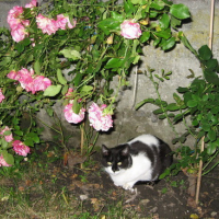 une fleur parmi les fleurs