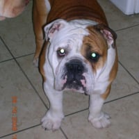 Photo #25801 de Goliath