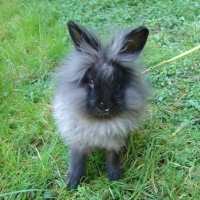  j'suis un lapin tete de lion!! ça se voit pas?