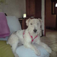 Photo #29431 de Milou