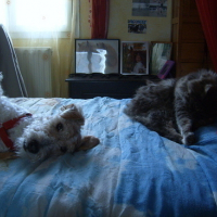 Photo #31159 de Milou