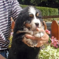 D'Artagnan à 6 semaines. Trop mignon, non ? 