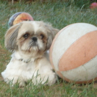 Voici mon ballon de basket