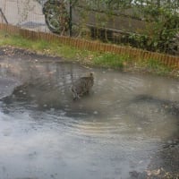 le jardin innondé!je veux voir quand même!je sors!