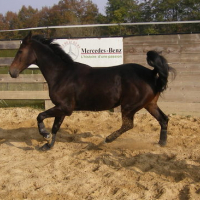 Photo #61159 de Idéal du huguet