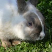 Photo #66559 de Bunny