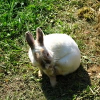 Photo #66565 de Bunny