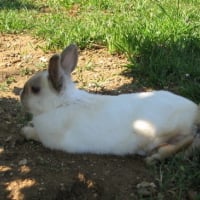 Photo #66571 de Bunny