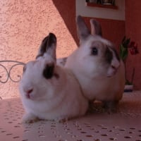 Photo #66577 de Bunny