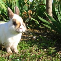 Photo #66583 de Bunny