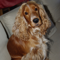 Photo #70453 de Honey