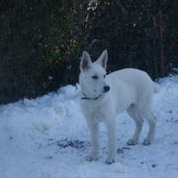 Photo #74869 de Balto