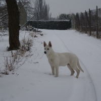 Photo #74875 de Balto