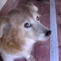 Photo #77629 de Fluffy mabel adora