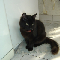 Photo #79165 de Lucky