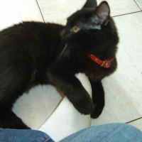 Photo #79171 de Lucky