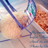 Photo #81019 de Needles the hedgehog