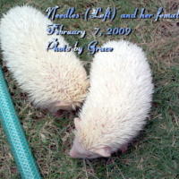 Photo #81025 de Needles the hedgehog