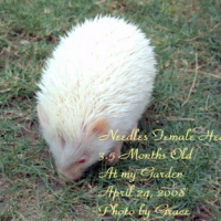 Photo #81031 de Needles the hedgehog