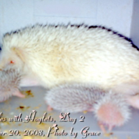 Photo #81037 de Needles the hedgehog